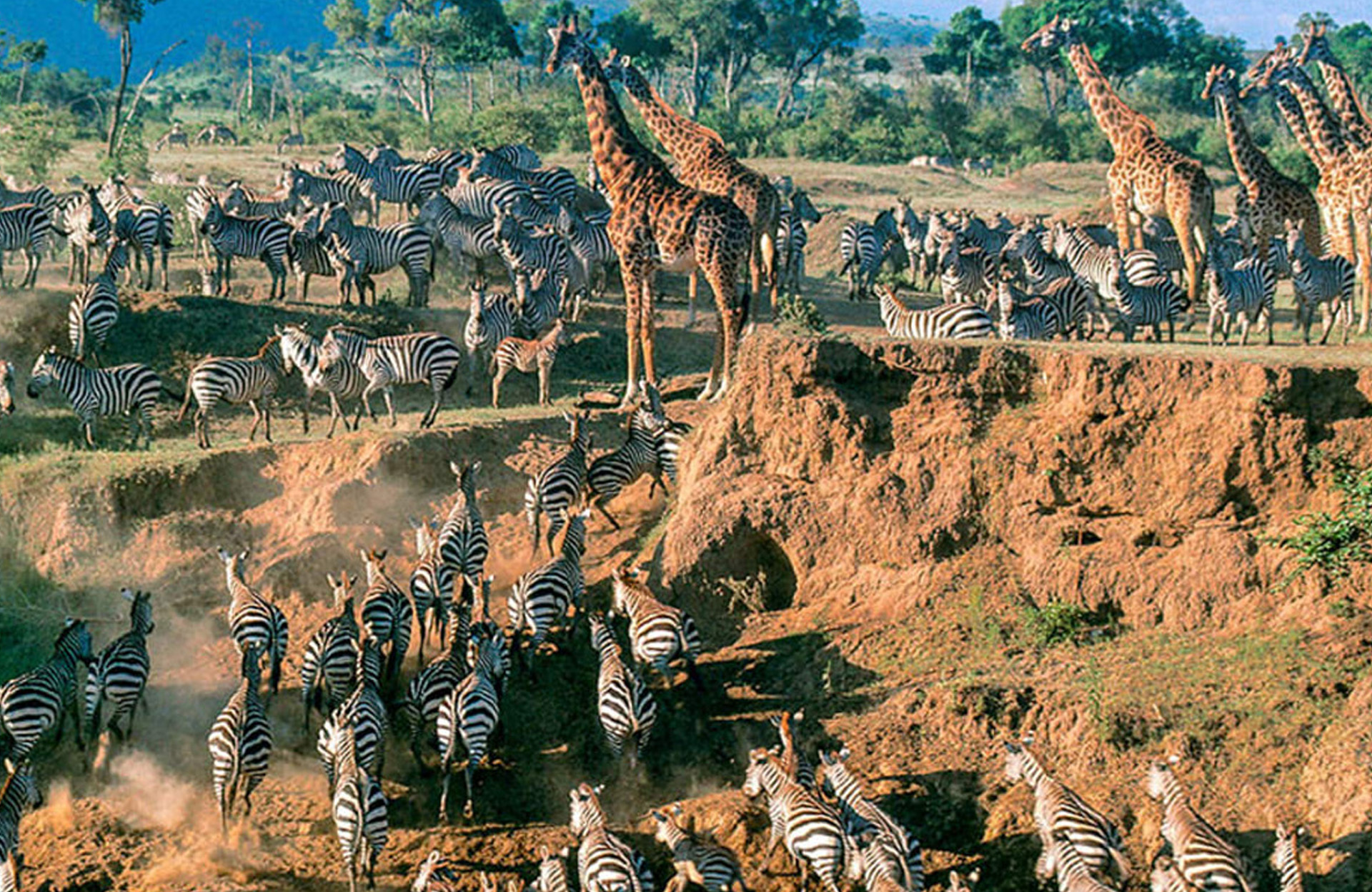 Marimpet Safaris