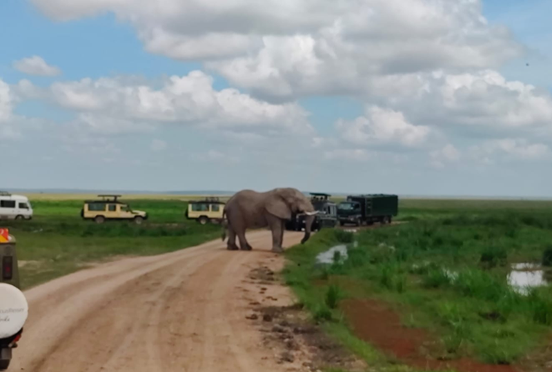 Marimpet Safaris